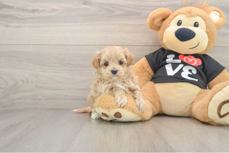 Smart Maltipoo Poodle Mix Pup
