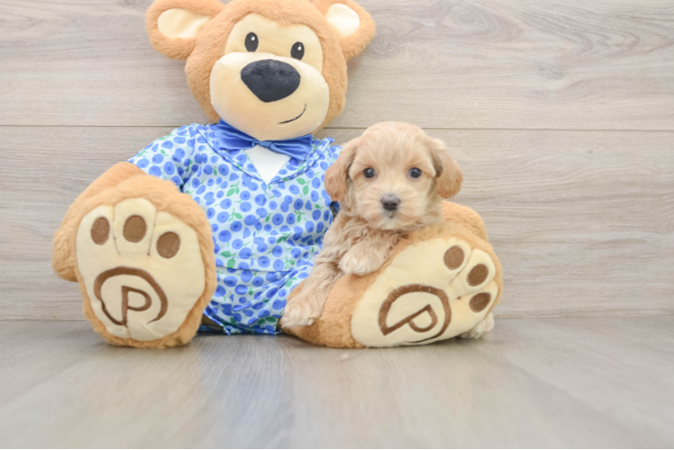 Maltipoo Puppy for Adoption