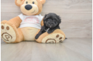 Fluffy Maltipoo Poodle Mix Pup