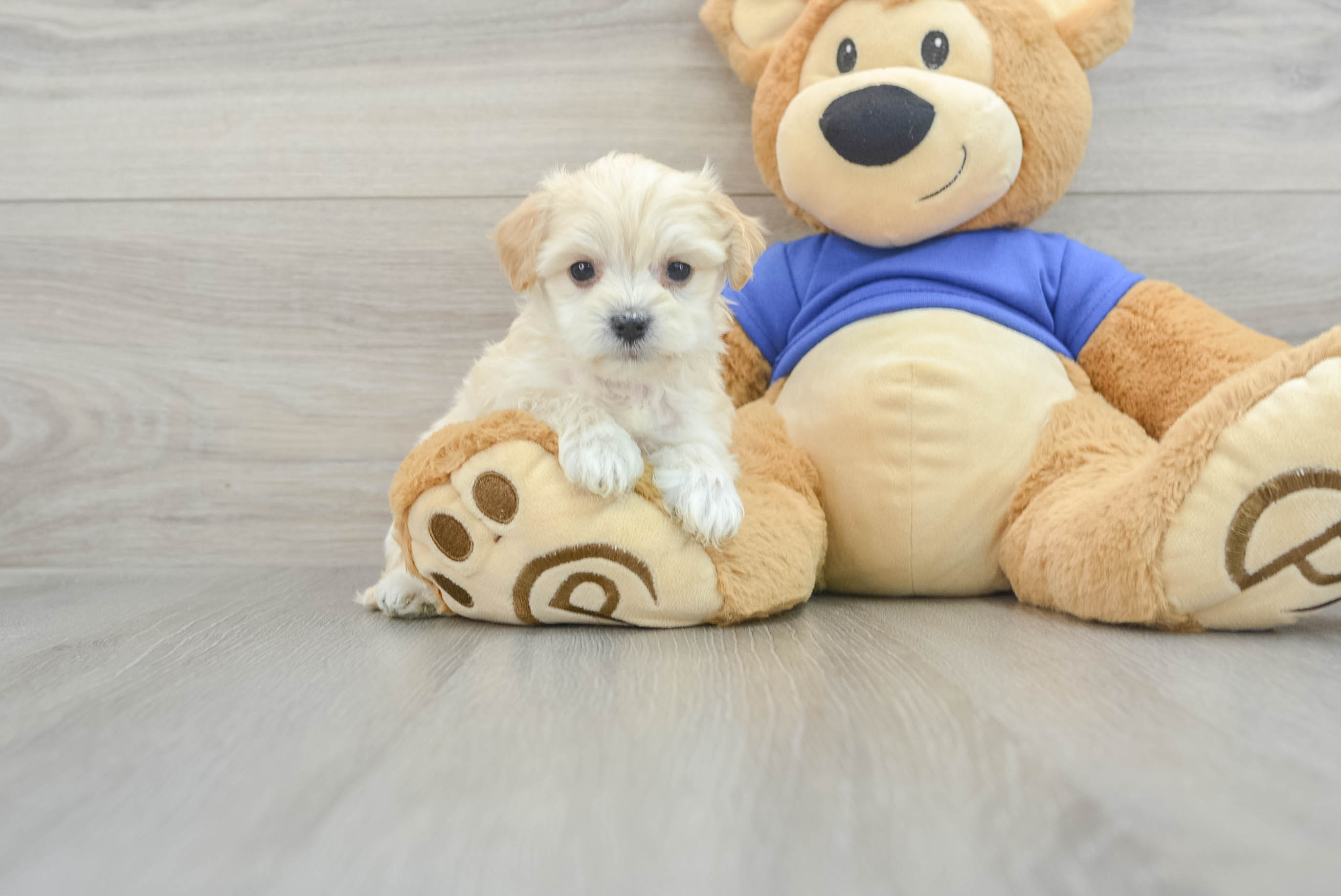 Maltipoo Puppy for Adoption