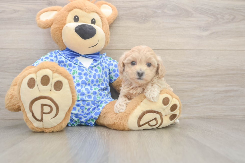 6 week old Maltipoo Puppy For Sale - Puppy Love PR