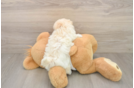 Playful Moodle Poodle Mix Puppy