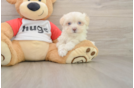 Best Maltipoo Baby