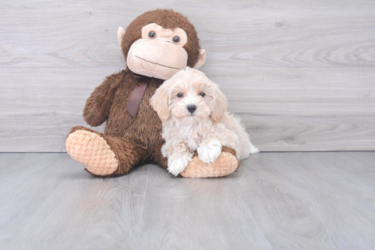 Meet Robin - our Maltipoo Puppy Photo 1/3 - Puppy Love PR Cute Maltipoo Poodle Mix Pup