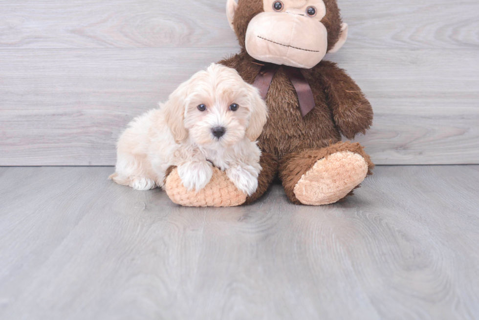 Maltipoo Puppy for Adoption