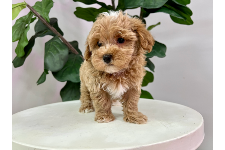 Meet Ronnie - our Maltipoo Puppy Photo 1/4 - Puppy Love PR Best Maltipoo Baby