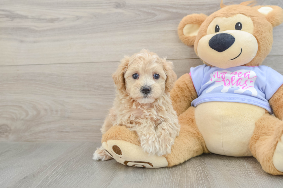 6 week old Maltipoo Puppy For Sale - Puppy Love PR
