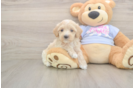Best Maltipoo Baby