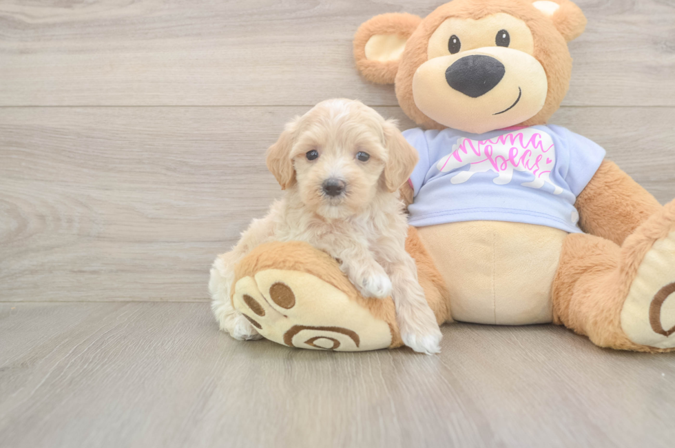5 week old Maltipoo Puppy For Sale - Puppy Love PR