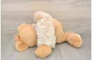 Smart Maltipoo Poodle Mix Pup