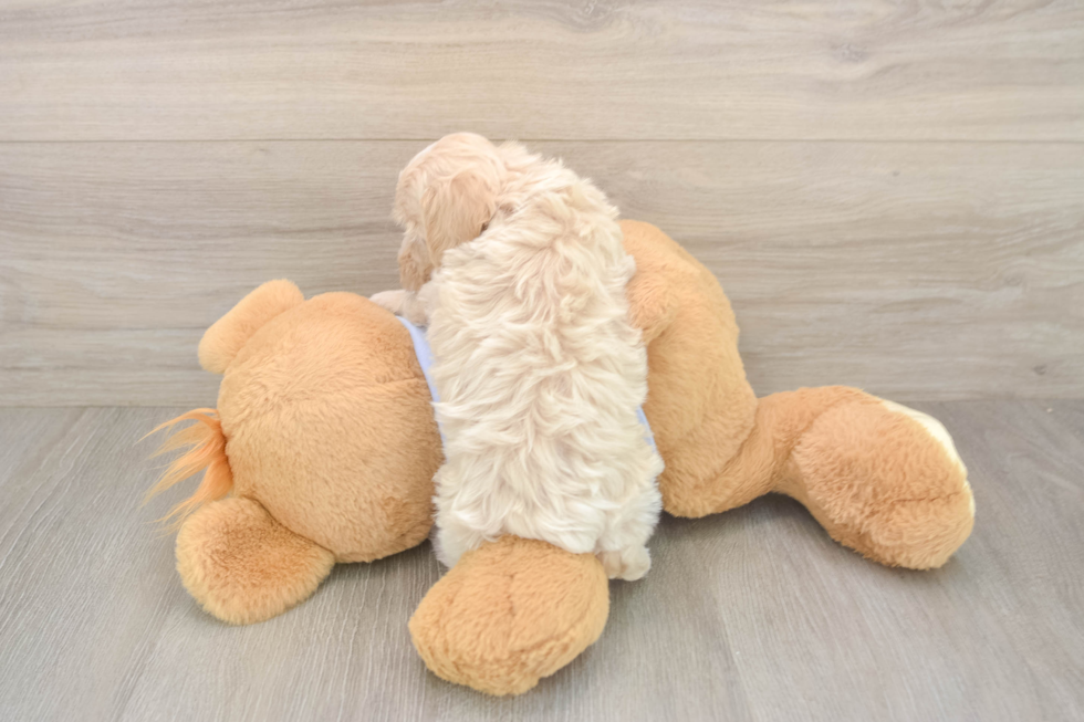 Smart Maltipoo Poodle Mix Pup