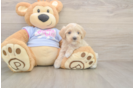Sweet Maltipoo Baby