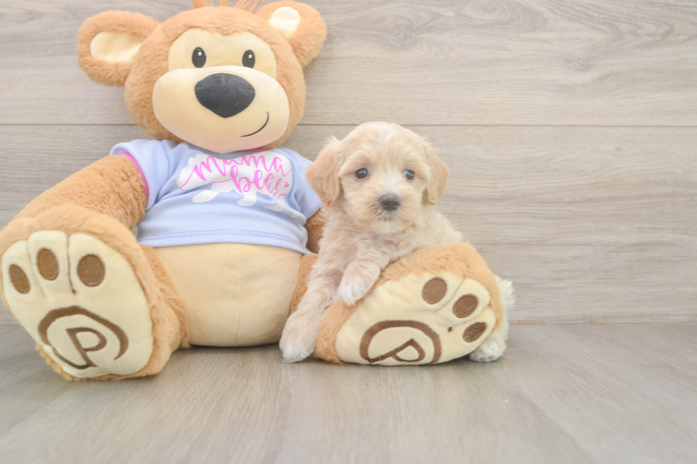 Sweet Maltipoo Baby