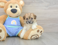 7 week old Maltipoo Puppy For Sale - Puppy Love PR