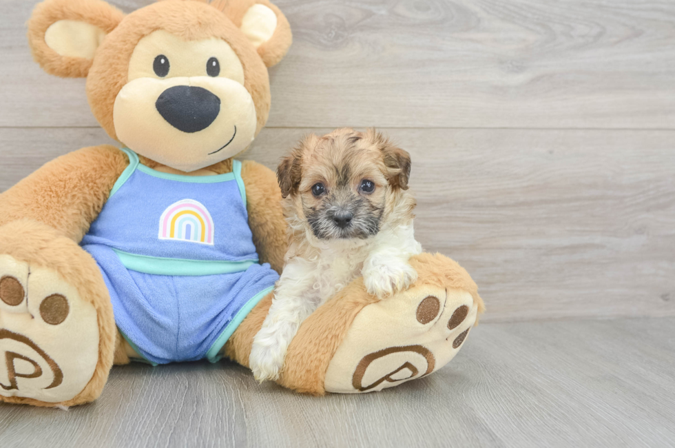 5 week old Maltipoo Puppy For Sale - Puppy Love PR