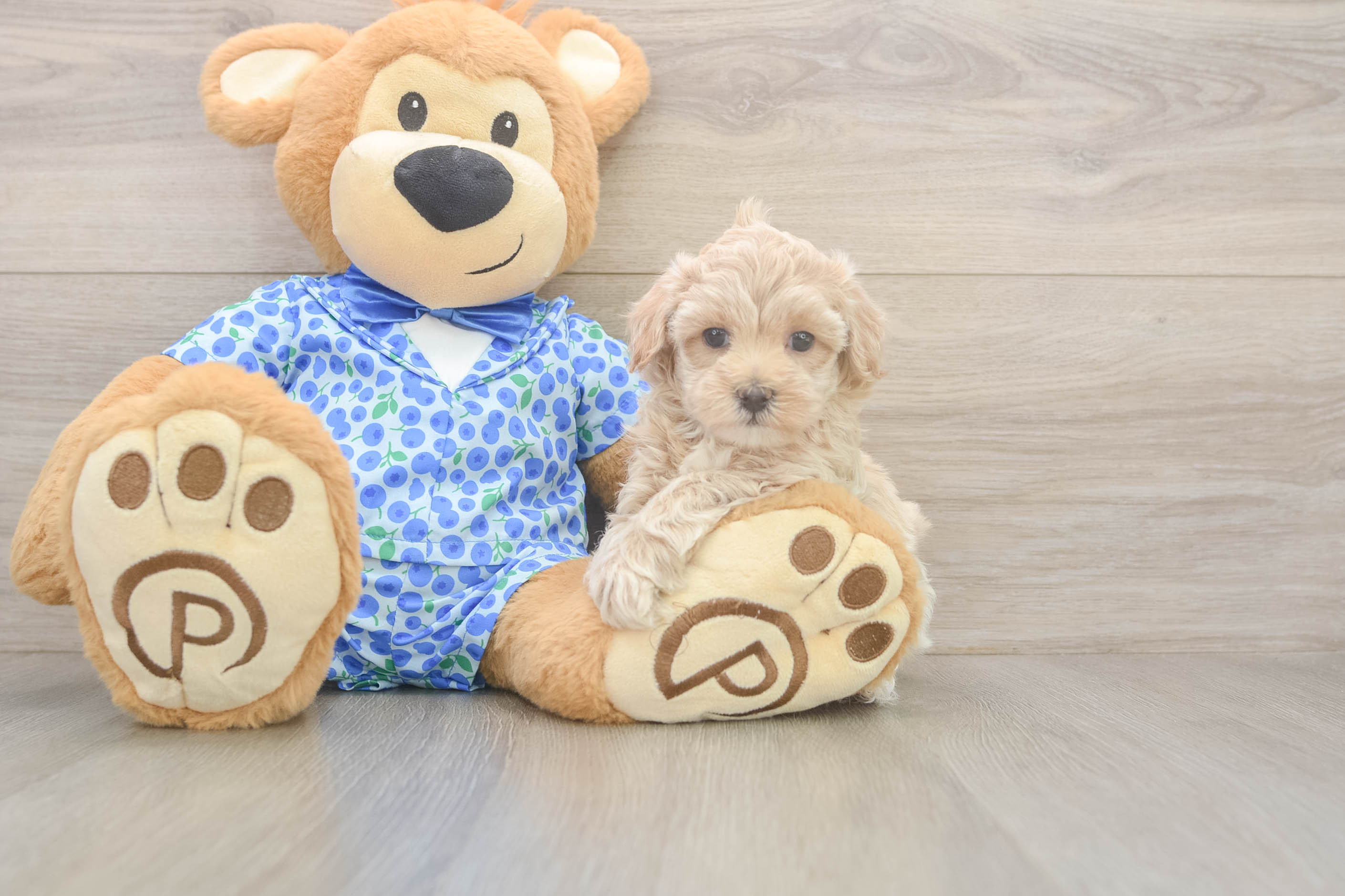 Maltipoo Pup Being Cute