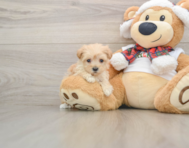 9 week old Maltipoo Puppy For Sale - Puppy Love PR