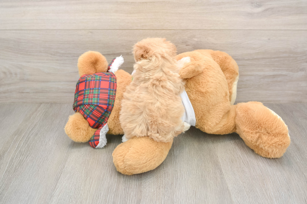 Maltipoo Pup Being Cute