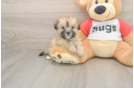 Small Maltipoo Baby