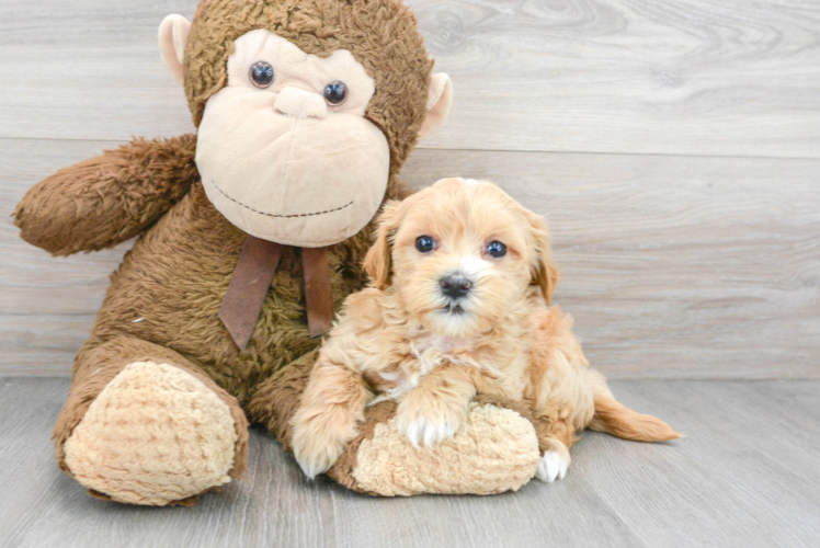 Cute Maltipoo Baby