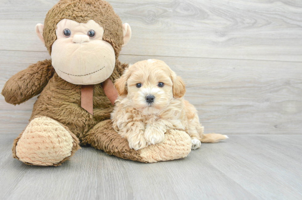 7 week old Maltipoo Puppy For Sale - Puppy Love PR
