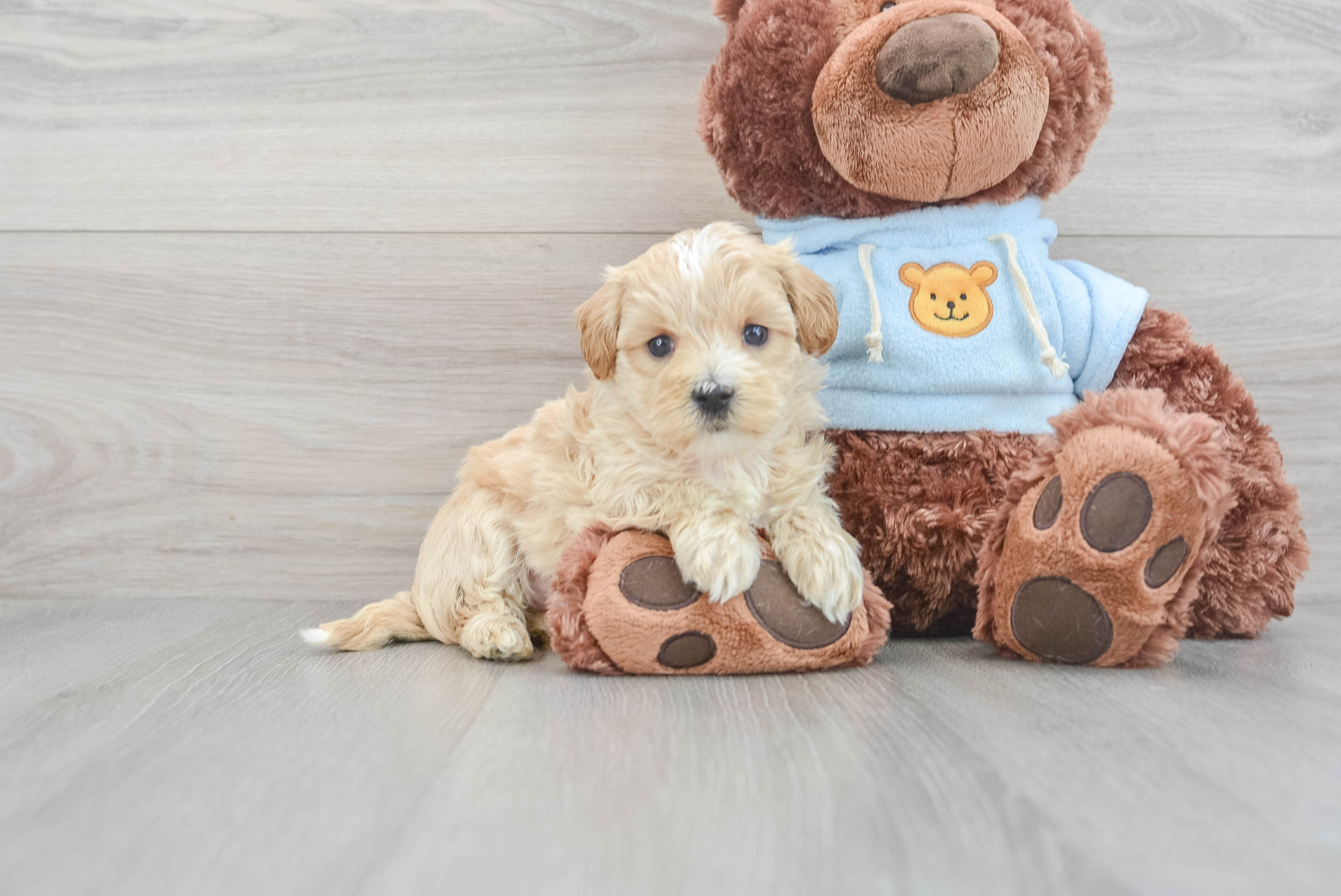 Maltipoo Puppy for Adoption