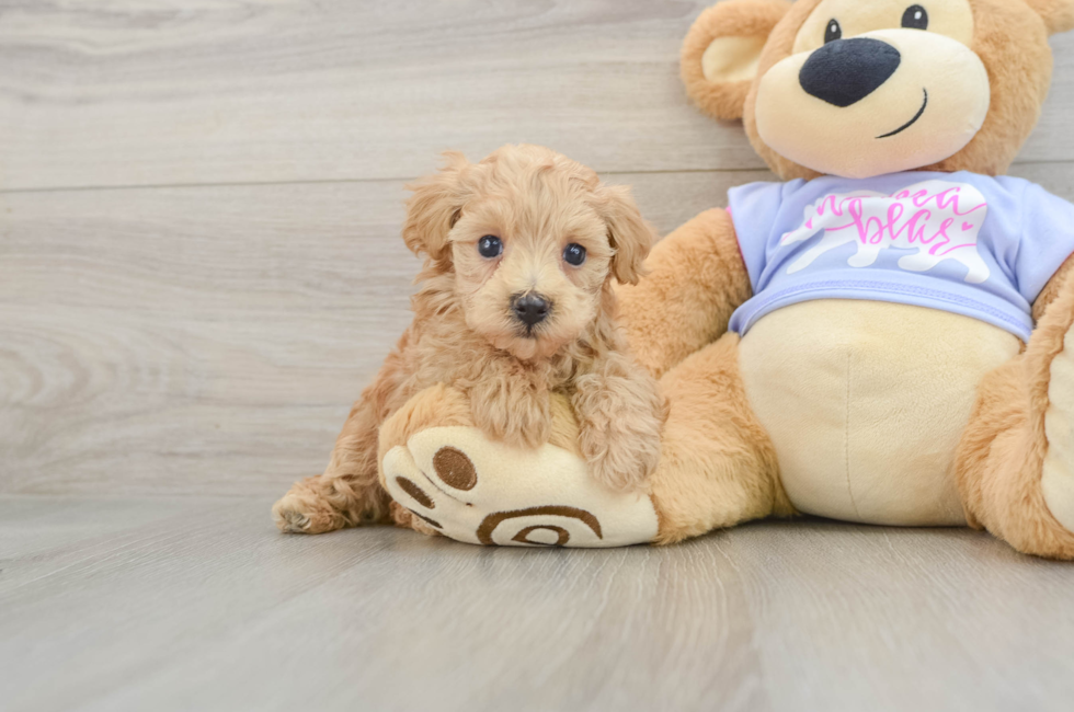 7 week old Maltipoo Puppy For Sale - Puppy Love PR