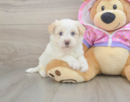 8 week old Maltipoo Puppy For Sale - Puppy Love PR