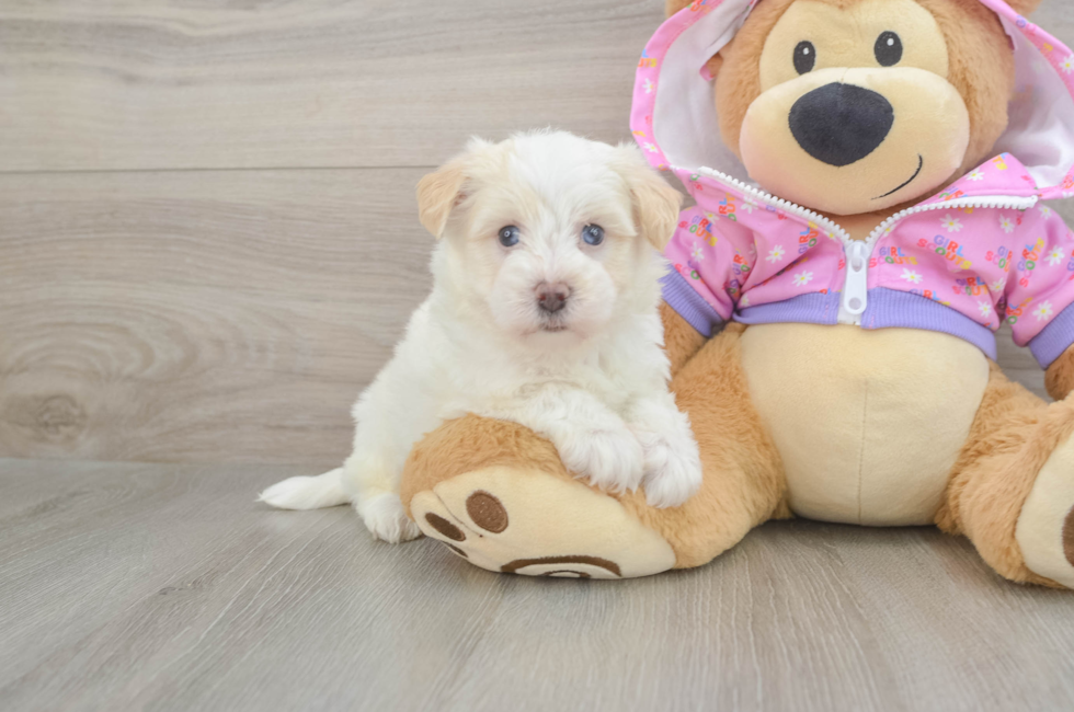 6 week old Maltipoo Puppy For Sale - Puppy Love PR