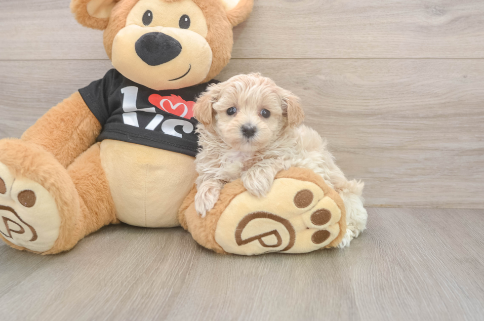 5 week old Maltipoo Puppy For Sale - Puppy Love PR
