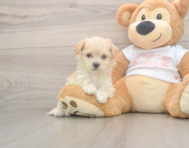 8 week old Maltipoo Puppy For Sale - Puppy Love PR