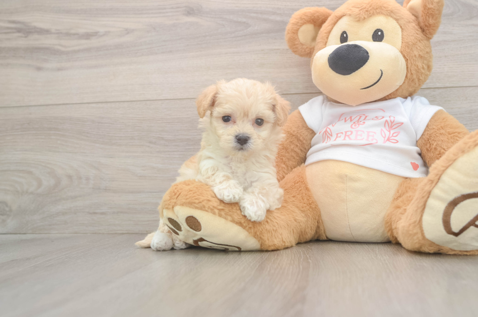 5 week old Maltipoo Puppy For Sale - Puppy Love PR