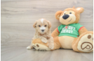 Cute Maltipoo Baby