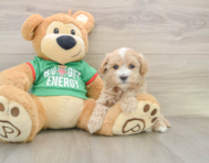 7 week old Maltipoo Puppy For Sale - Puppy Love PR