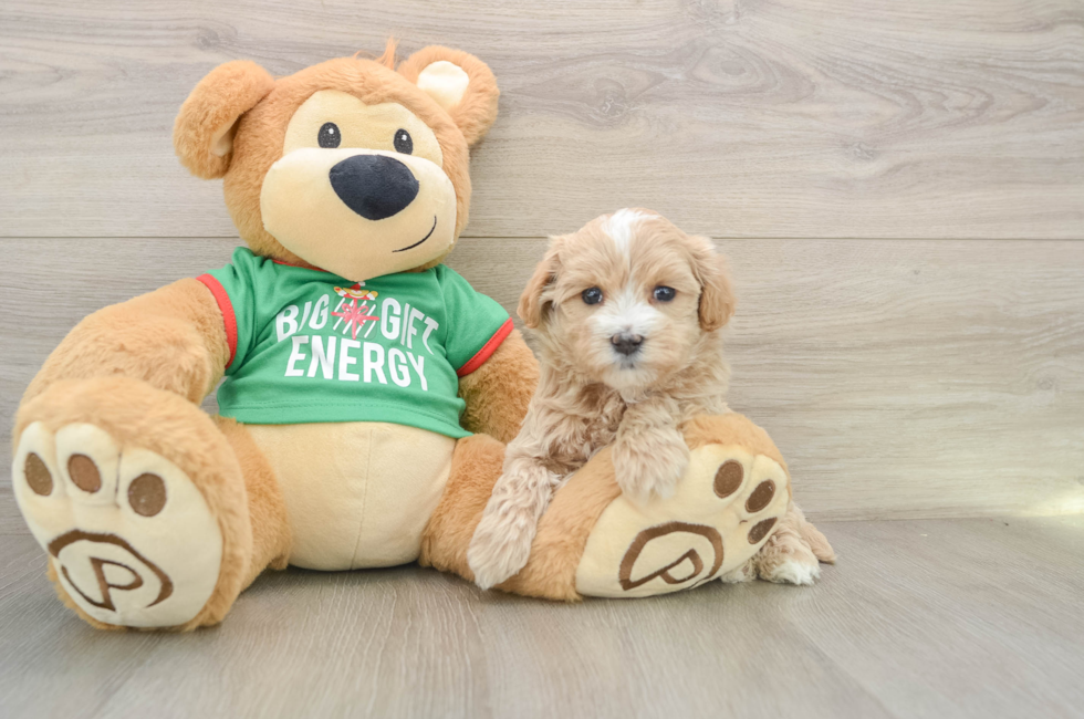 5 week old Maltipoo Puppy For Sale - Puppy Love PR