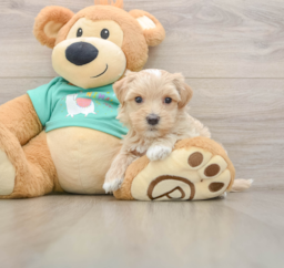 8 week old Maltipoo Puppy For Sale - Puppy Love PR