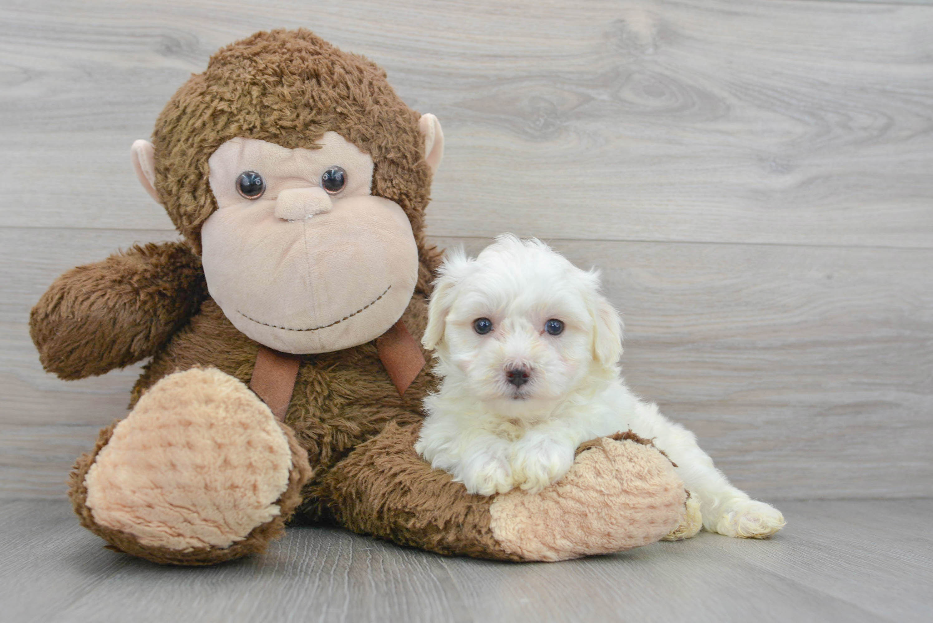 Maltipoo Puppy for Adoption