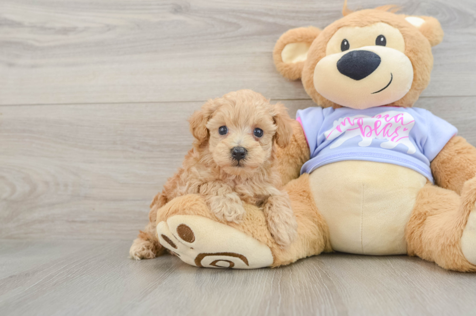 6 week old Maltipoo Puppy For Sale - Puppy Love PR