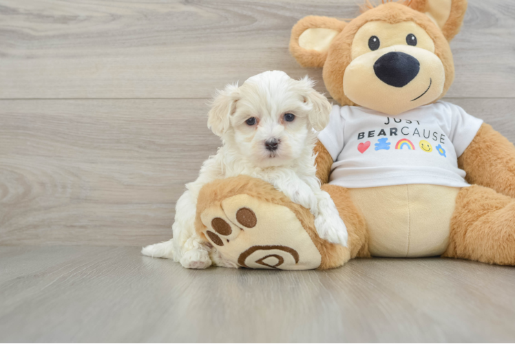 Best Maltipoo Baby