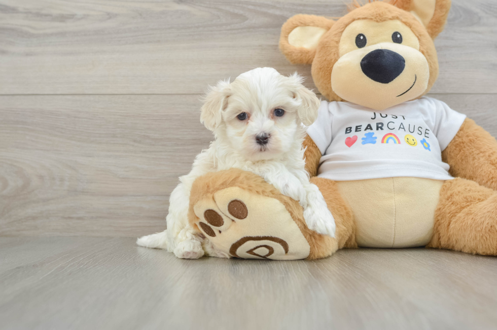 6 week old Maltipoo Puppy For Sale - Puppy Love PR