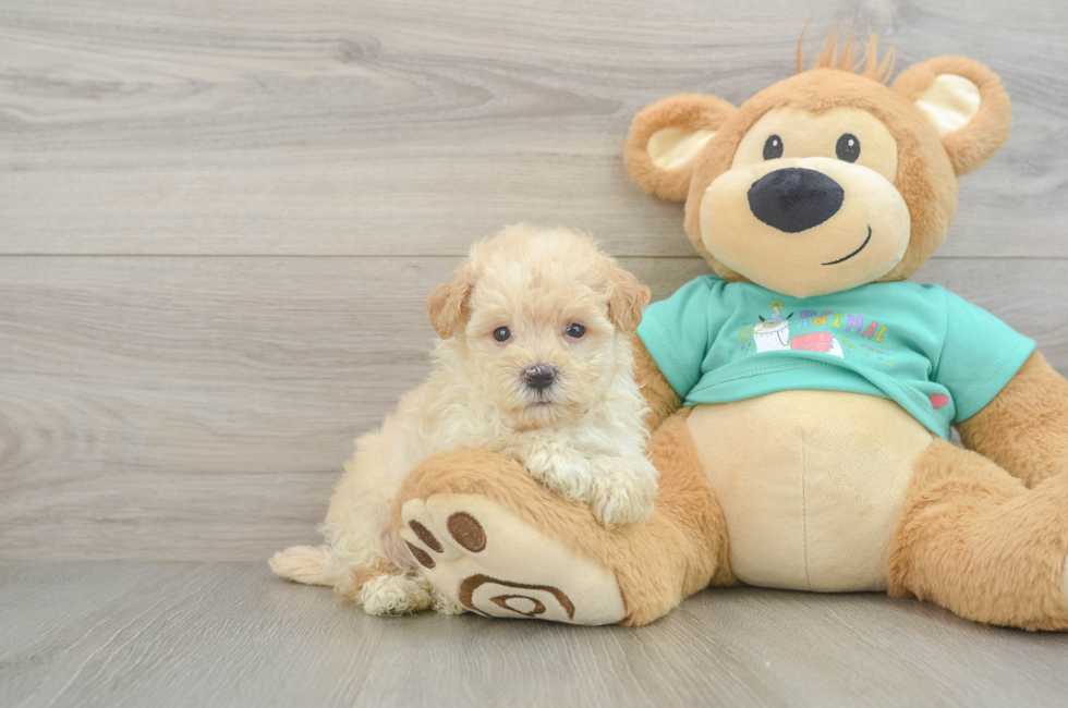 7 week old Maltipoo Puppy For Sale - Puppy Love PR