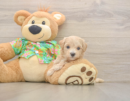 6 week old Maltipoo Puppy For Sale - Puppy Love PR