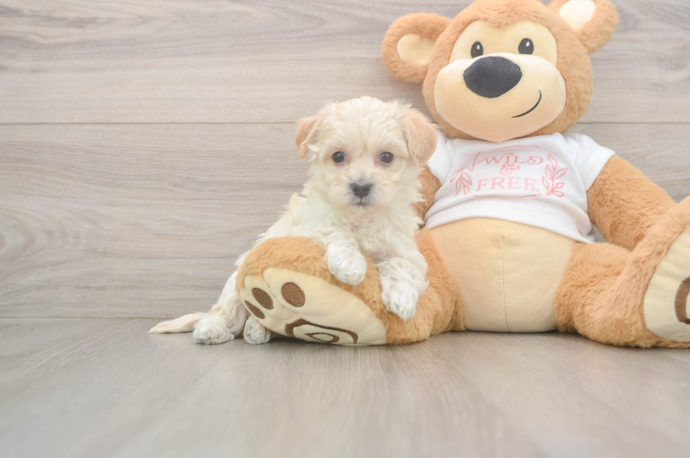 5 week old Maltipoo Puppy For Sale - Puppy Love PR