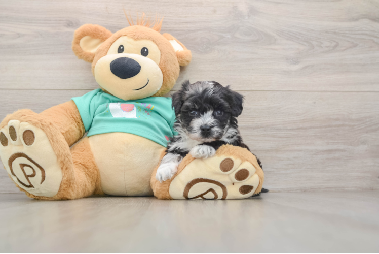 Cute Maltipoo Baby