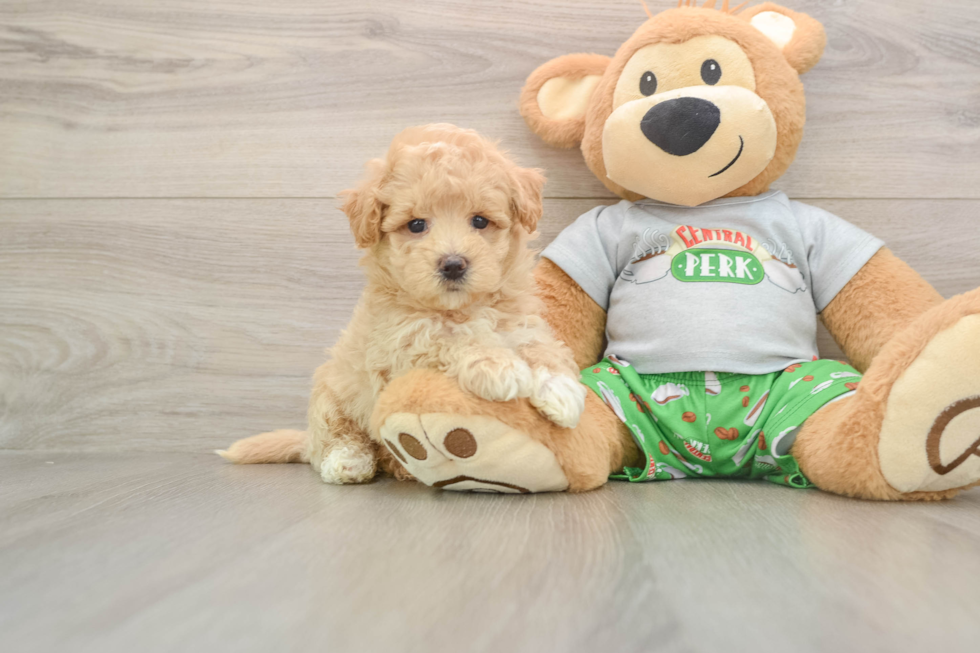 Fluffy Maltipoo Poodle Mix Pup