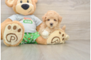 Petite Maltipoo Poodle Mix Pup