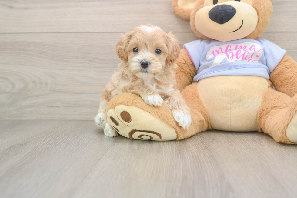 Smart Maltipoo Poodle Mix Pup