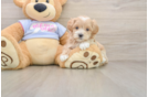 Small Maltipoo Baby