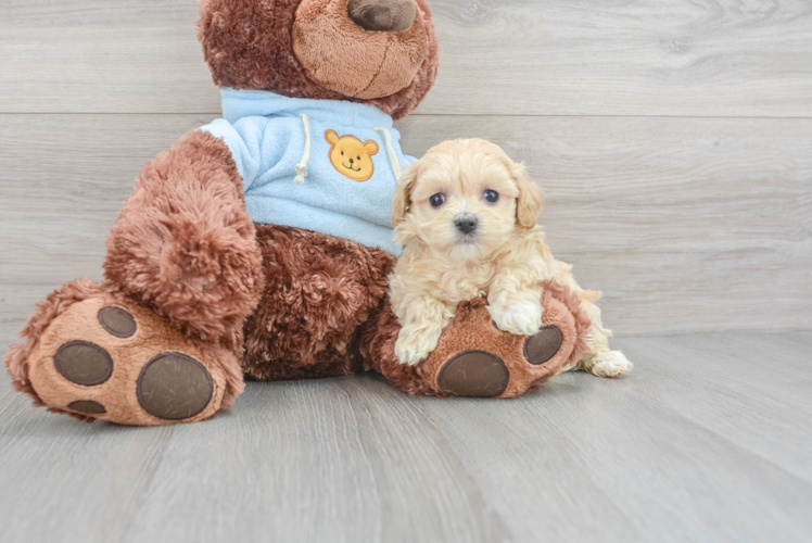 Meet Starlite - our Maltipoo Puppy Photo 1/3 - Puppy Love PR Sweet Maltipoo Baby