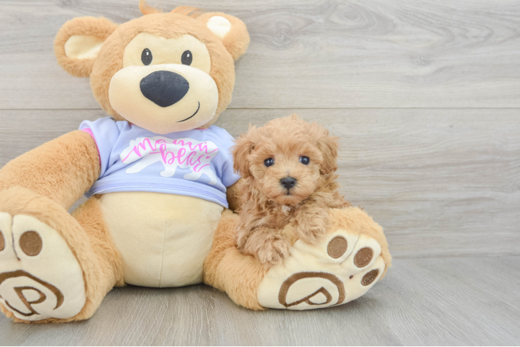 Best Maltipoo Baby